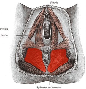 músculos vagina